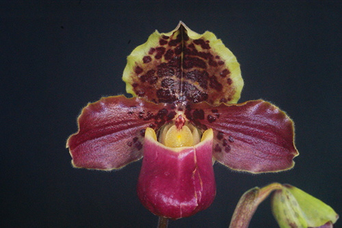 Paphiopedilum