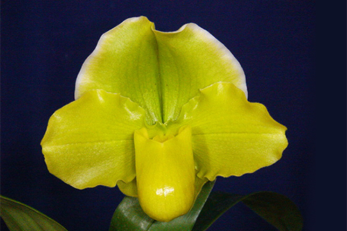 Complex Yellow&Green