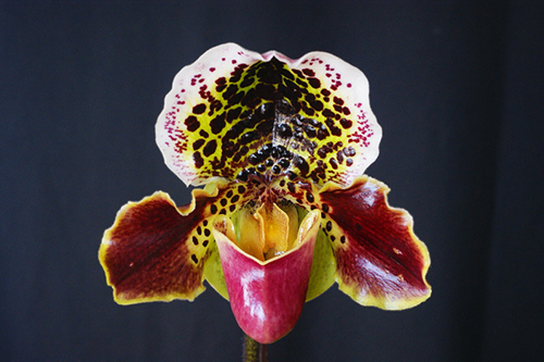 Complex Hybrid Other