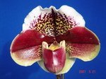 Paph. Yi-Ying Twinkling 'Bear-3'