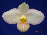 Paph. Wossner Vietnam Moon 'Bear-1'  