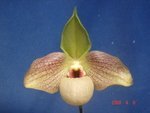 Paph. Yaku Shiji 'Bear-4'