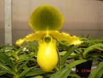 Paph. Pinocchio