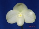 Paph. Wellesleyanum 'Bear-1' 