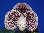 Paph. S. Gratrix 'Bear-3'  