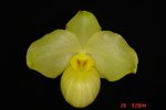 Paph. Wossner Vietnam Goid 'Bear-1' 