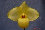 Paph. Wossner Vietnam Gold 'Bear-2'