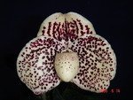 Paph. S. Gratrix 'Bear-4'