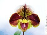 Paph. (British Bulldog x World Famous)