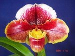 Paph. (Cheryl Ann Boyd x Valwin)