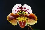 Paph. (Dolce Vita x Lancer) 'Bear' 
