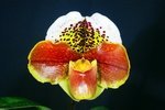 Paph. (Frank Pearce x Tokyo Excellence) 'Bear' 
