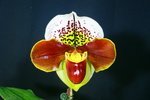 Paph. (Future World x Double Winston) 'Bear' 
