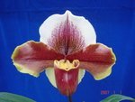 Paph. (Hamana Chapt x Keyeshill) 'Bear-1' 
