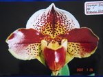 Paph. (Hamana Earth x Hamana Valwin) 'Bear-14' 