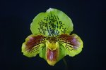 Paph. (Hampshire Suset x Yi-Ying Colorful Clouds) 'Bear-1' 