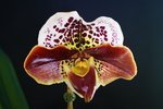 Paph. {(Hotspot x Junior Expioit) x Signature} 'Bear' 