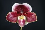 Paph. (Hung Sheng Pawnee x Hung Sheng Nulight)