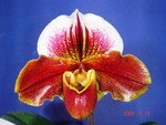 Paph. (Huntava x Bromka)