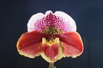 Paph. (Maniac x Arafura Sea) 'Bear' 