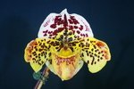 Paph. (Shinagawa Hime x Top Of The World) 'Bear' 