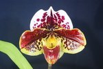 Paph. (Shinagawa Hime x Top Of The World) 'Bear-1' 