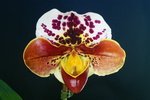 Paph. (Signature x Spotted World) 'Bear'