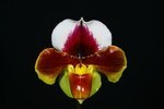 Paph. (Sloux On Hill x Frank Pearce) x (Hanes Fiesta x Nulight) 'Bear-1' 