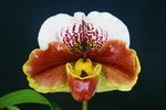 Paph. Tsukuba Redstar 'Bear'