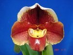 Paph. (Tree Of Motoo x Kimura's Red)