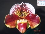 Paph. (Van Ness x Valwin) 'Bear-18' 