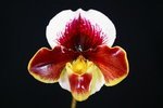 Paph. (Varina Vanghn x Valwin) 'Bear' 