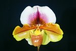 Paph. (Voldemort x Kaypenny) 'Bear'