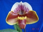 Paph. (William Provine x Kimuras Red)