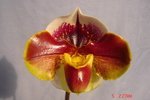 Paph. (William Provine x Kimura's Red)