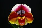 Paph. (William Provine x Kimuras Red) 'Bear-1' 