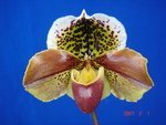 Paph. (Wings World x Kimuras Flight)
