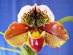 Paph. (Wings World x Kimuras Flight)