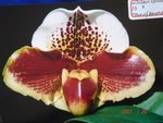 Paph. (Winston Churchill x Tree Of Amanda ) 'Bear-13' 