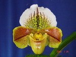 Paph. (Woodruff x Bagler)