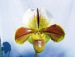 Paph. (Woodruff x Bagley) 'Bear-26' 