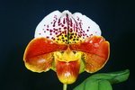 Paph. {(Via Figueroa x Sandhill) x Future World} 'Bear-1' 