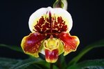 Paph. {Frank Pearce x(Dazzler x Hamana Anna) } 'Bear-1' 