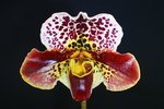 Paph. {'Bear' Signature x (Hotspot x Junior World) }