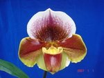 Paph. Amadahill 'Winnie'