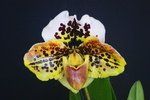 Paph. Amber Symphony 'Bear' 