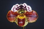 Paph. Bambini 'Bear' 