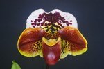 Paph. (German Galaxy x Bright Shine) 'Bear' 
