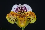 Paph. (Great Pacific x Kimura Wood) 'Bear' 