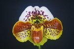 Paph. (Spotted World x Memoria Heinrich Duerbusch) 'Bear' 